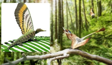 Zaskakujące, co ta jaszczurka ma na grzbiecie. Wygląda jak motyl