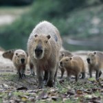 Chile Zaskakujące odkrycie naukowców. Wodne zwierzę na najsuchszej pustyni świata