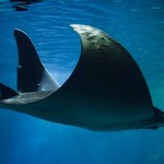 Zaskakujące odkrycie w wodach oceanu. Zwierzęta natychmiast zareagowały