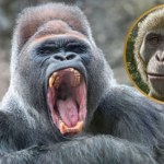 Zaskakujące odkrycie ws. małp. Rozwinęły się gdzie indziej, niż myśleliśmy