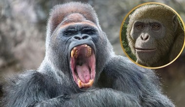 Zaskakujące odkrycie ws. małp. Rozwinęły się gdzie indziej, niż myśleliśmy