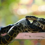 Zaskakujące sceny w polskim domu. Zaklinował się pod zmywarką