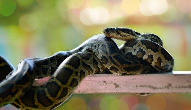 Zaskakujące sceny w polskim domu. Zaklinował się pod zmywarką