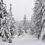 Zaskakujące stworzenia żyją w zaspach śnieżnych. To mistrzowie w skokach