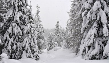 Zaskakujące stworzenia żyją w zaspach śnieżnych. To mistrzowie w skokach