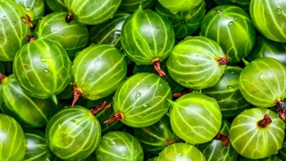 ​Zaskakujące właściwości agrestu. Tak wzmocnisz odporność i zadbasz o skórę