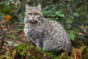 Amazing research results on wild cats.  It's different than we thought