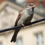 Zaskakujące zachowanie ptaków w mieście. Naukowcy nie znają przyczyny 