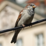 Zaskakujące zachowanie ptaków w mieście. Naukowcy nie znają przyczyny 