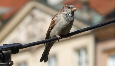 Zaskakujące zachowanie ptaków w mieście. Naukowcy nie znają przyczyny 