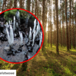 Zaskakujące znalezisko w polskim lesie. Lasy Państwowe publikują zdjęcie
