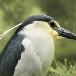 Zaskakujące życie nocnych czapli. Odkryj sekrety ślepowrona w Polsce