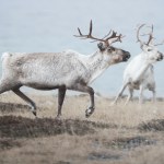 svalbard Zaskakująco dużo martwych reniferów w Norwegii. "Wyjątkowo nietypowe"