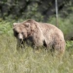 Mongolia Zaskakujący atak drapieżnika. Mężczyzna nie żyje, kobieta walczy o życie