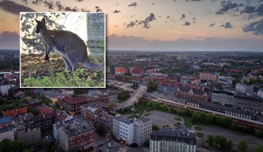 Zaskakujący gość na Górnym Śląsku. "Wszedł nam do bazy"