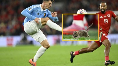 Zaskakujący gość na murawie. Szczur zakłócił mecz eliminacji piłkarskich MŚ w Cardiff. NAGRANIE