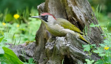 Zaskakujący gość w polskim mieście. Jest zielony i lubi chodzić po ziemi