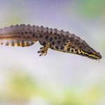 Zaskakujący goście ukrywali się w zoo. To wynik eksperymentu z lat 60.