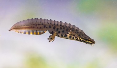 Zaskakujący goście ukrywali się w zoo. To wynik eksperymentu z lat 60.