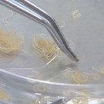 Zaskakujący pomysł Polaków. Pasożyt z Bałtyku ma pomóc ludziom