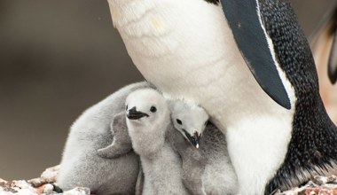 Zaskakujący sekret pingwinów. Ucinają sobie tysiące drzemek dziennie