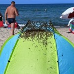 Jastarnia Zaskakujący widok na plaży w Jastarni. Interweniowali strażacy