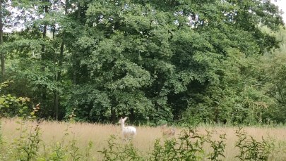 Zaskakujący widok. To rzadko spotykany okaz w lesie