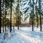 Zaskakujący widok w polskich lasach. Trafiłeś na bezśnieżne kręgi?