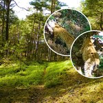 Zaskakujący widok w polskim lesie. Leśnicy pokazali nagranie 