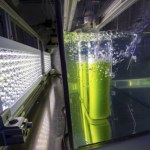 Zaskakujący wynalazek Polek. Mikroglony będą oczyszczać powietrze