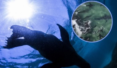 Zaskakujący zwrot wydarzeń. Uchatki atakują żarłacze białe