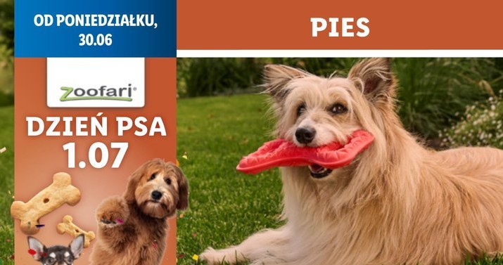 Zaskocz swojego pupila na Dzień Psa! Lidl ruszył z wyjątkową promocją /Lidl /INTERIA.PL