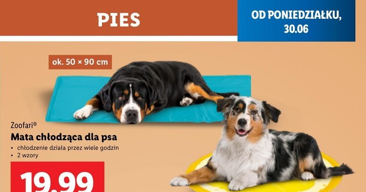 Zaskocz swojego pupila na Dzień Psa! Lidl ruszył z wyjątkową promocją /Lidl /INTERIA.PL