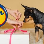 Zaskocz swojego pupila na Dzień Psa! Lidl ruszył z wyjątkową promocją!