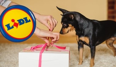 Zaskocz swojego pupila na Dzień Psa! Lidl ruszył z wyjątkową promocją!