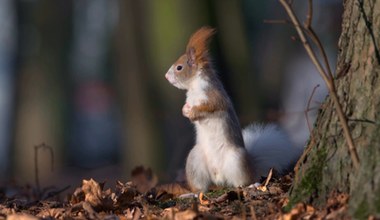Zaskoczenie w Pruszkowie. Po drzewach biega biała wiewiórka