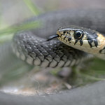Zaskroniec. Jak wygląda czarny wąż i czy jest jadowity?