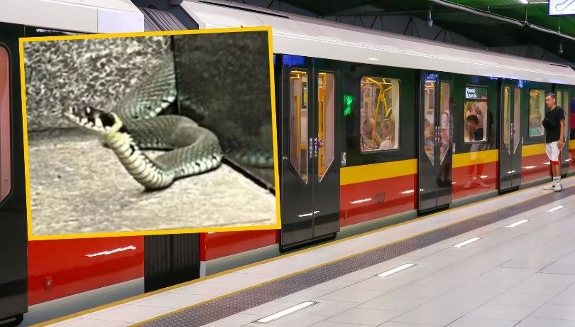 Zaskroniec w warszawskim metrze /