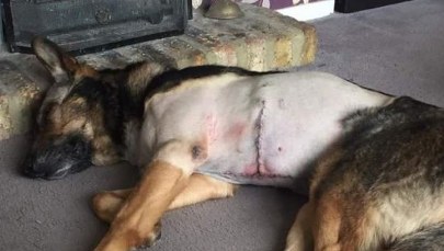 Zasłonił opiekuna swoim ciałem przed ciosem nożem. Finn został bohaterem roku