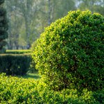 Zastąp nim tuje w ogrodzie. Jest ładniejszy i mniej wymagający, a termin sadzenia wkrótce 