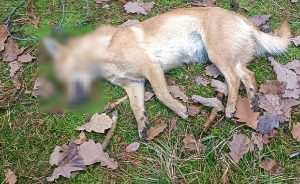 Zastawiał wnyki na zwierzęta. Owinięty stalową linką pies nie przeżył