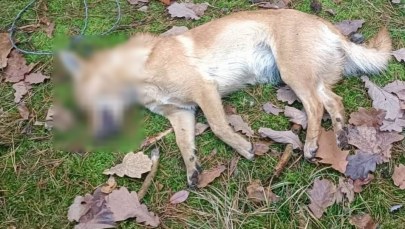 Zastawiał wnyki na zwierzęta. Owinięty stalową linką pies nie przeżył