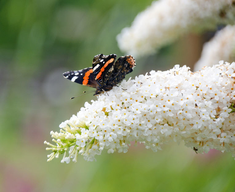Zastosowanie budlei /&copy;123RF/PICSEL