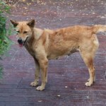 Zastrzelił cudzego psa. Użył broni myśliwskiej, chciał tuszować sprawę