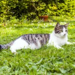 kot Zastrzelił kota, bo zwierzęta niszczyły działki. 67-latek zatrzymany