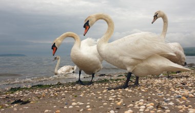Zastrzelili cztery chronione łabędzie. Zatrzymano dwóch myśliwych