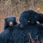 Zastrzelili samicę i trzy niedźwiadki. Zwierzęta nie bały się ludzi