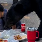 Zastygli w bezruchu. Niedźwiedź „wprosił się” na urodzinowy piknik 