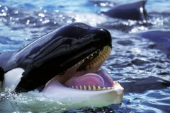 Zatonął polski jacht zaatakowany przez orki w Cieśninie Gibraltarskiej