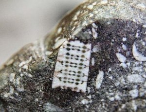 Zatopiony w kamieniu mikroprocesor sprzed 250 mln lat